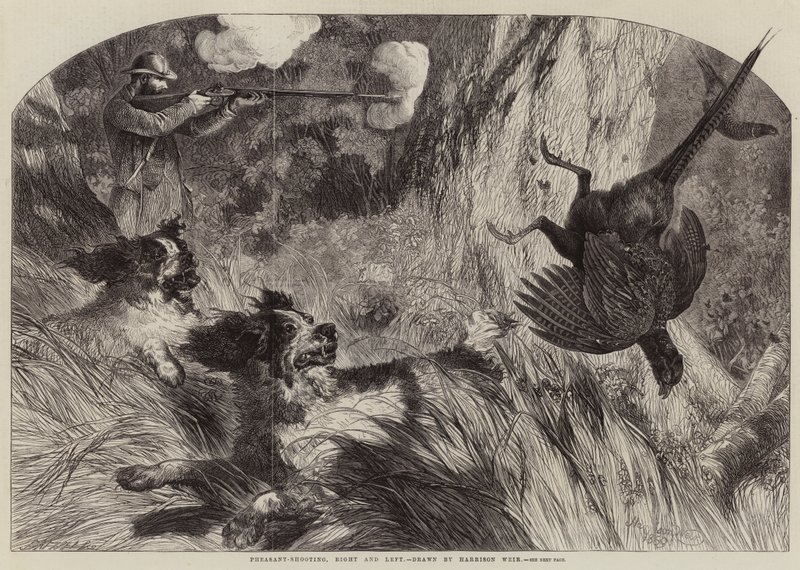 Fácánlövés, jobb és bal alkotó: Harrison William Weir
