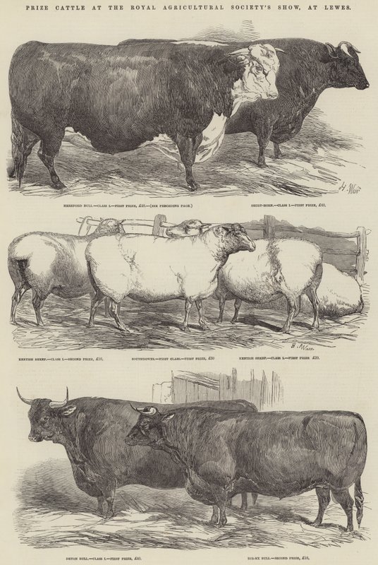 Díjmarha a Royal Agricultural Society kiállításán, Lewesben alkotó: Harrison William Weir