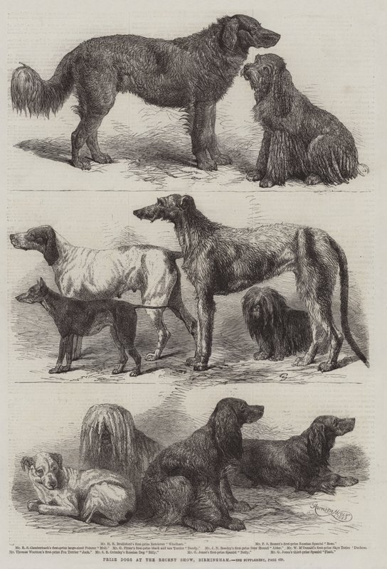 Díjkutyák a legutóbbi kiállításon, Birmingham alkotó: Harrison William Weir