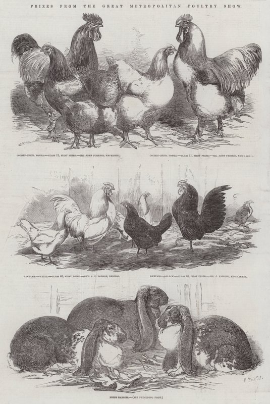 Díjak a Great Metropolitan Poultry Show-ról alkotó: Harrison William Weir