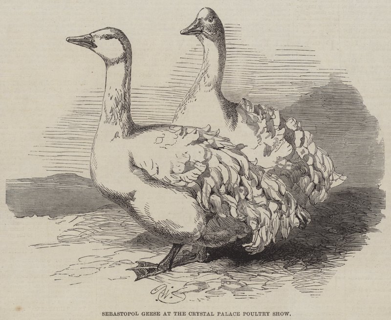 Sebastopol ludak a Crystal Palace Baromfi Show-n alkotó: Harrison William Weir