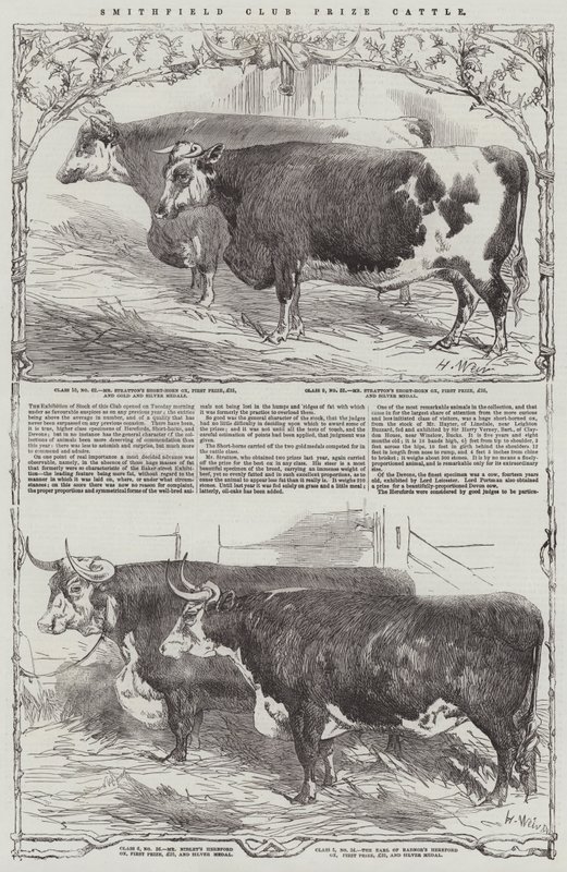 Smithfield Klub díjnyertes szarvasmarha alkotó: Harrison William Weir