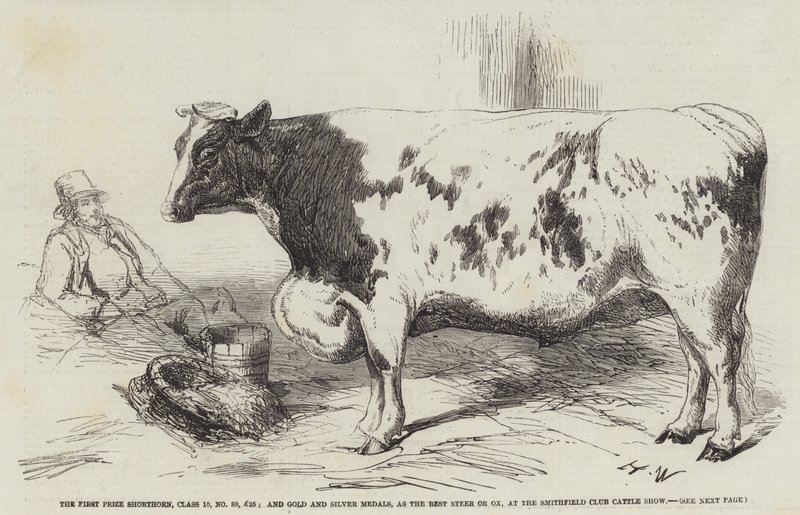 The First Prize Shorthorn, Class 10, No 89, £25; valamint arany- és ezüstérem, mint a legjobb bika vagy ökör a Smithfield Club Cattle Show-n alkotó: Harrison William Weir