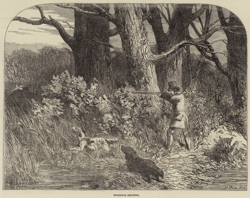 Woodcock Lövés alkotó: Harrison William Weir
