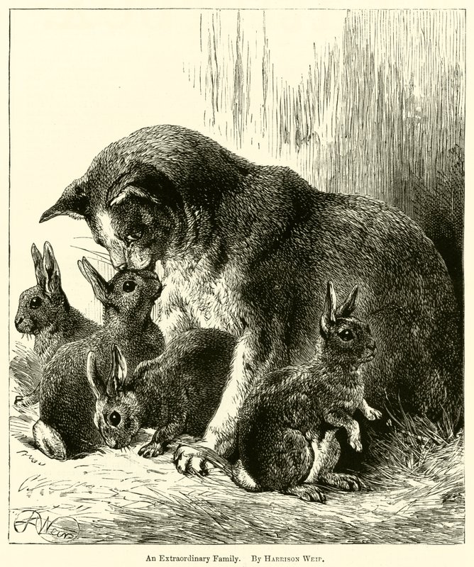 Egy rendkívüli család alkotó: Harrison William Weir