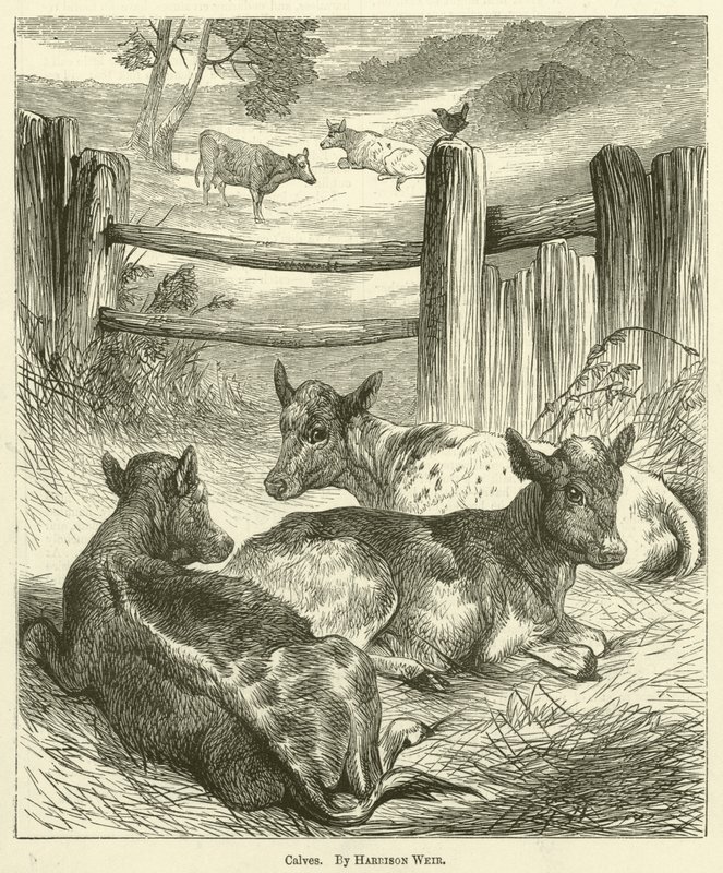 Borjak alkotó: Harrison William Weir