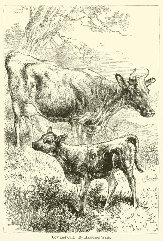 Tehén és borjú alkotó: Harrison William Weir