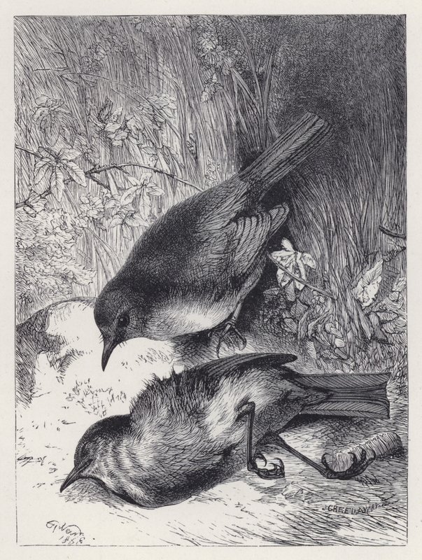 Robin társának halála (metszet) alkotó: Harrison William Weir