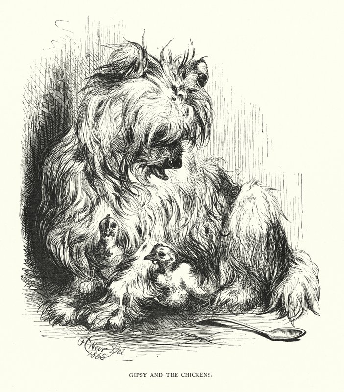 Cigány és a csirke (metszet) alkotó: Harrison William Weir