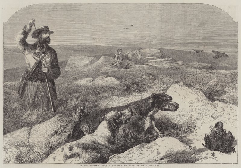 Nyírfajd-lövés (metszet) alkotó: Harrison William Weir