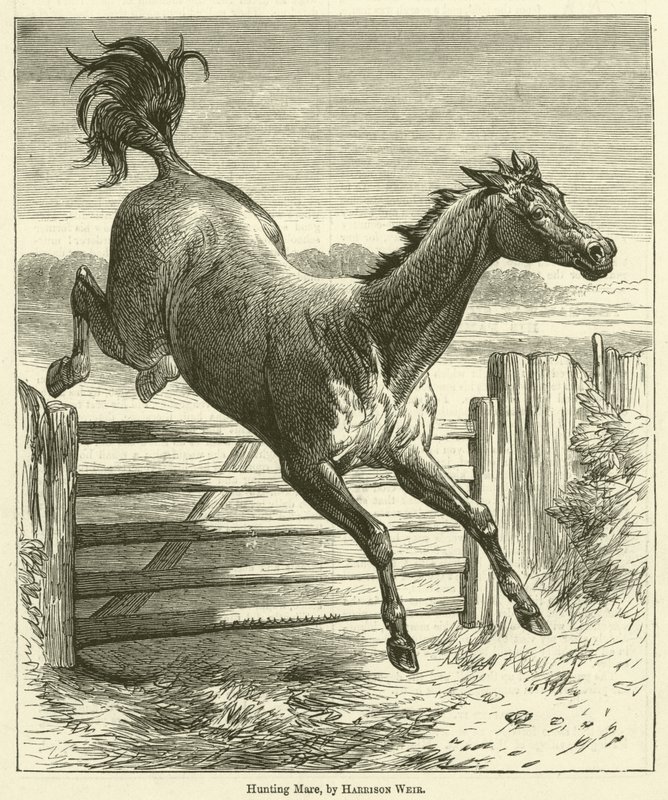 Vadászat Kanca alkotó: Harrison William Weir