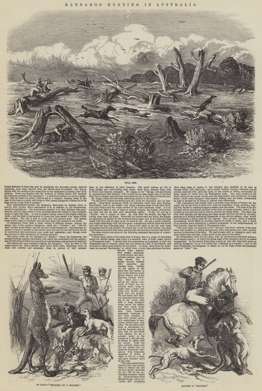 Kenguru vadászat Ausztráliában alkotó: Harrison William Weir