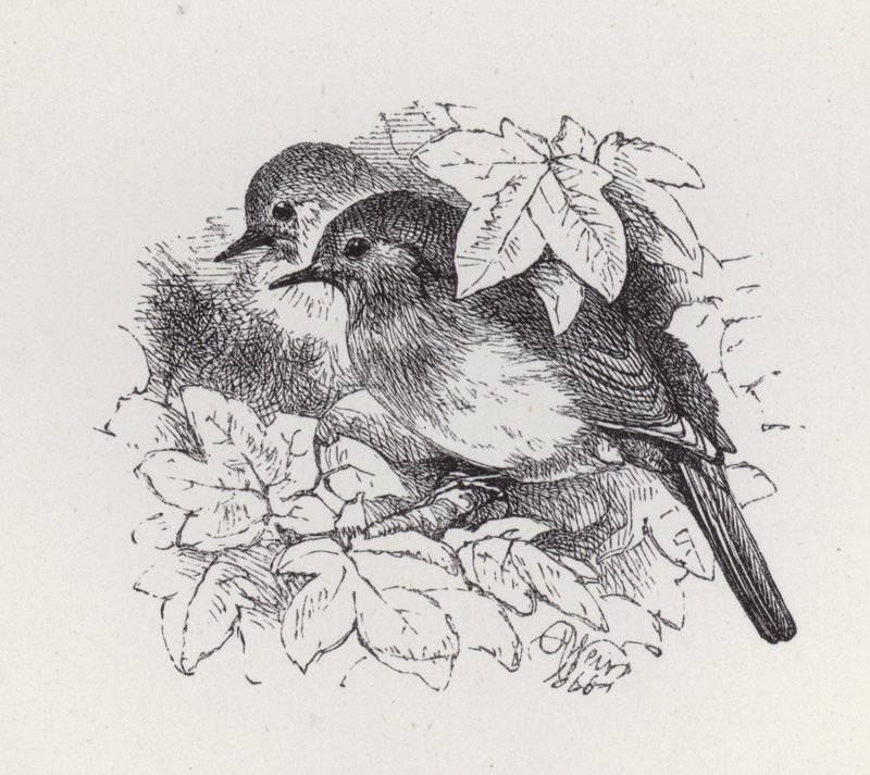 Robins (metszet) alkotó: Harrison William Weir