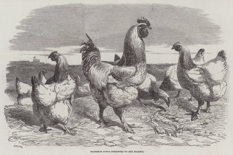 Az Őfelségének bemutatott Shanghae-csirkék alkotó: Harrison William Weir