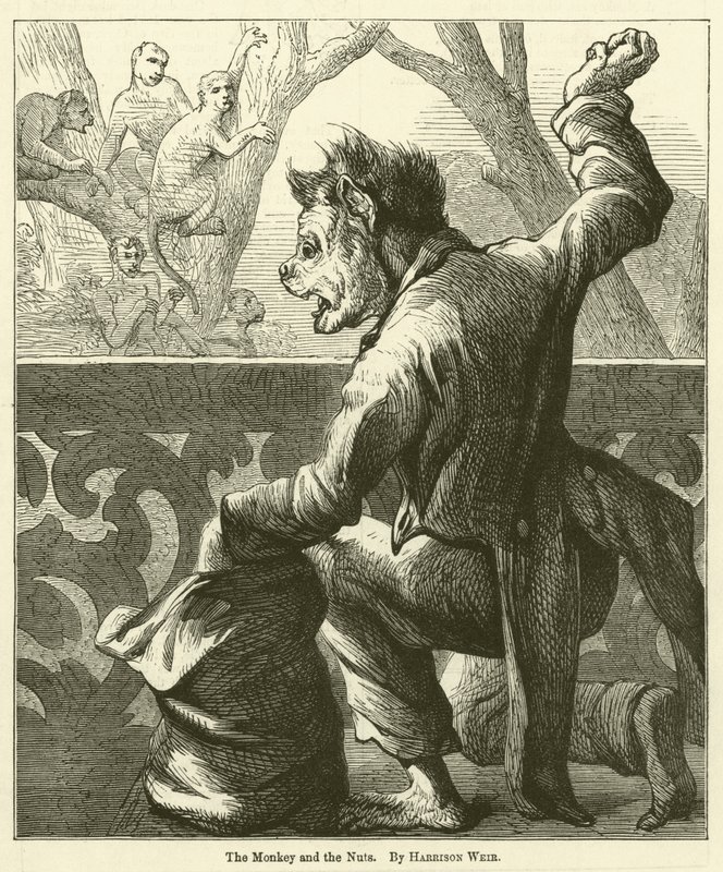 A majom és a dió alkotó: Harrison William Weir