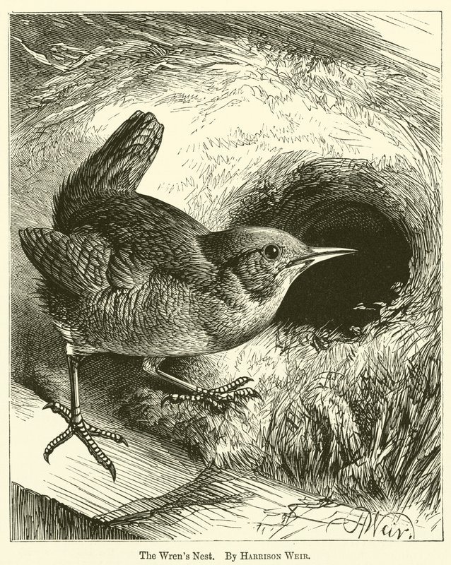 A Wrens Nest alkotó: Harrison William Weir