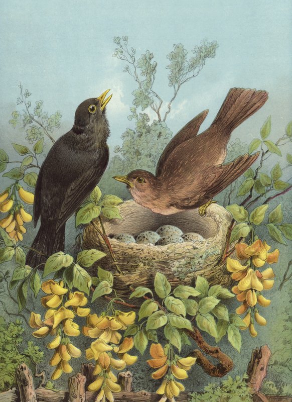 Feketerigó (chromolitho) alkotó: Hector Giacomelli