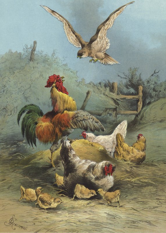 Sólyom a baromfiudvarban (chromolitho) alkotó: Hector Giacomelli