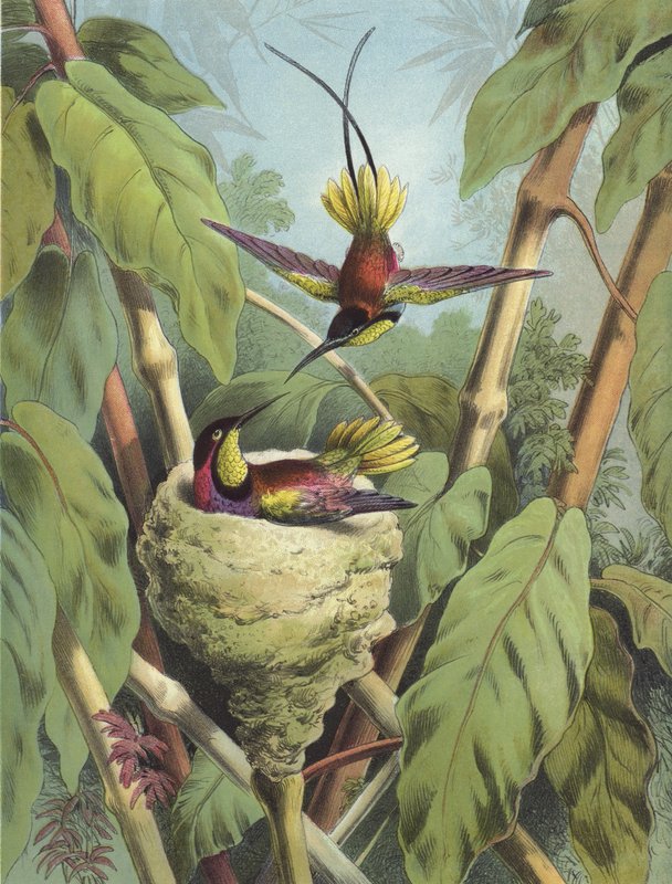 Kolibri (chromolitho) alkotó: Hector Giacomelli
