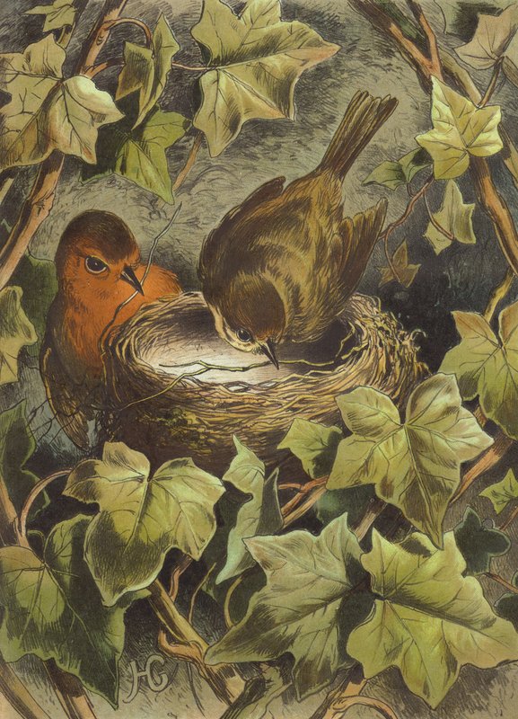 Robin, fészket épít (chromolitho) alkotó: Hector Giacomelli