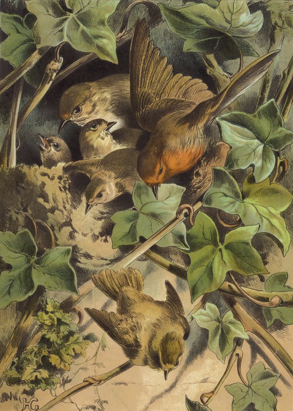 Robin, elhagyja a fészket (chromolitho) alkotó: Hector Giacomelli