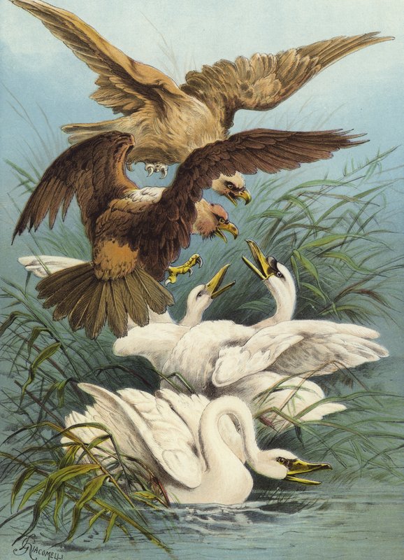 Hattyúk és sasok (chromolitho) alkotó: Hector Giacomelli