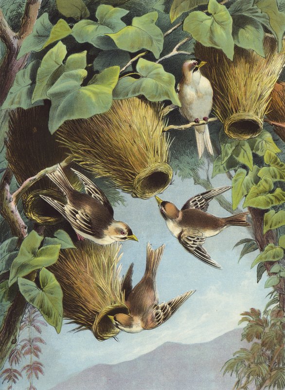 Weaver Bird (chromolitho) alkotó: Hector Giacomelli