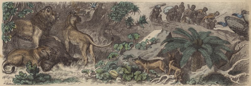 Dél-Afrika (színes metszet) alkotó: Heinrich Leutemann