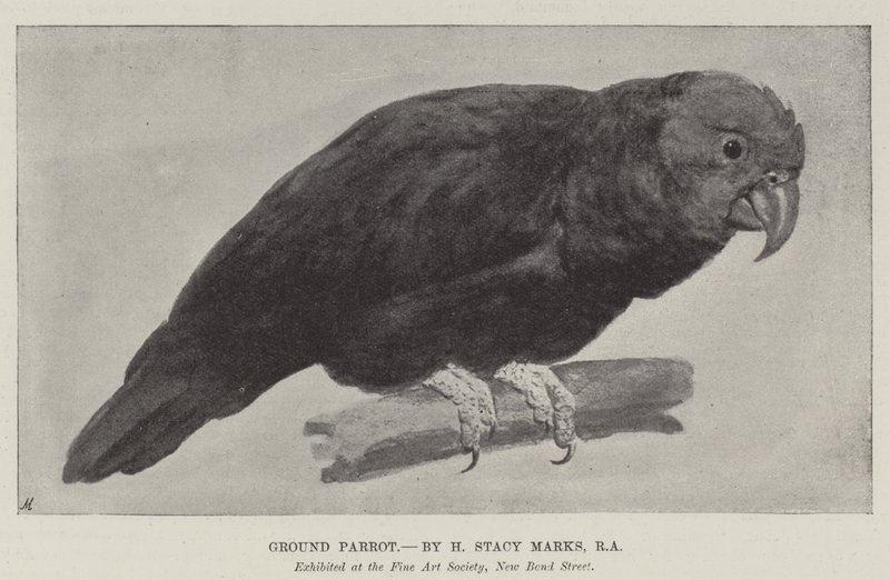 Földi papagáj alkotó: Henry Stacey Marks