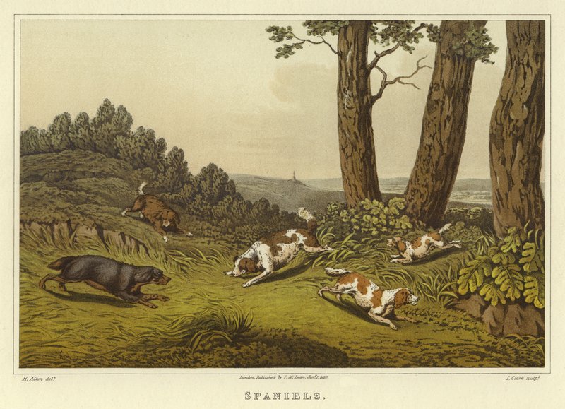 Spánielek (chromolitho) alkotó: Henry Thomas Alken