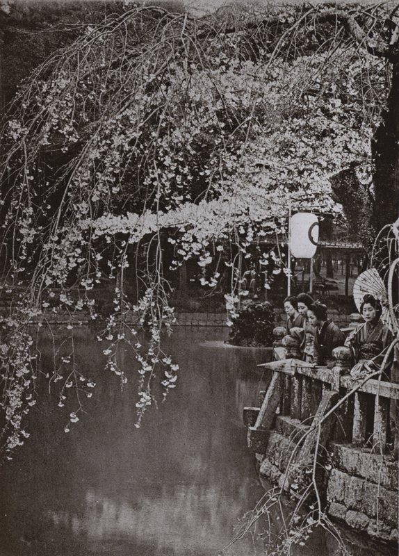 Cseresznyevirágzás ideje Japánban (f/w fotó) alkotó: Herbert Ponting