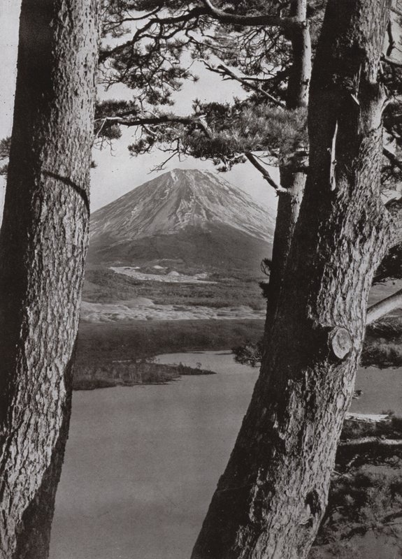 Fuji és a fenyőfák (f/w fotó) alkotó: Herbert Ponting