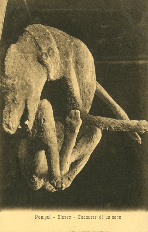 Pompeii, Múzeum, egy kutya teteme alkotó: Italian Photographer