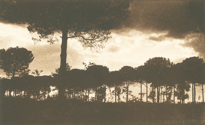 Ravenna, La Pineta di Classe (fekete-fehér fotó) alkotó: Italian Photographer