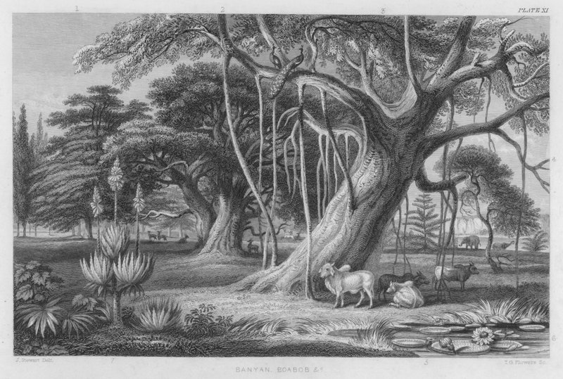 Banyan, Boabob stb (színes metszet) alkotó: J. (after) Stewart