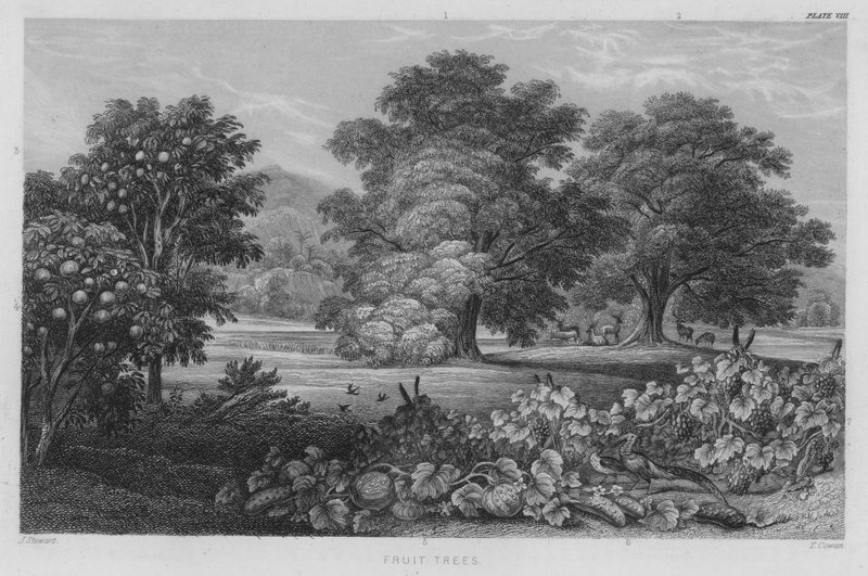 Gyümölcsfák (színes metszet) alkotó: J. (after) Stewart