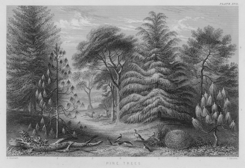 Fenyőfák (színes metszet) alkotó: J. (after) Stewart