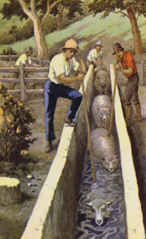 Birka mártogatós (színes litho) alkotó: J. Macfarlane