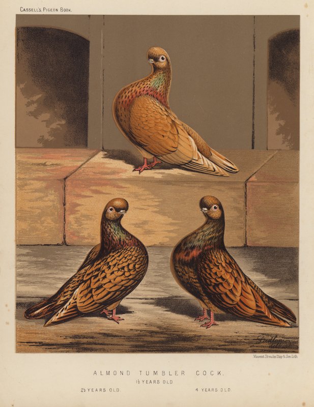 Galambok: Mandulapohárkakas alkotó: J. W. (after) Ludlow