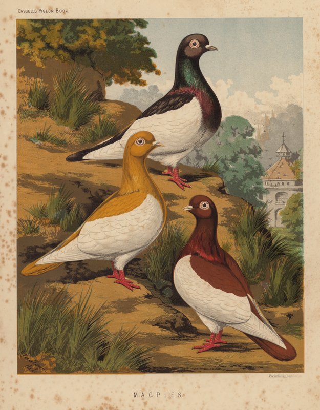 Galambok: Szarkák (színes litho) alkotó: J. W. (after) Ludlow