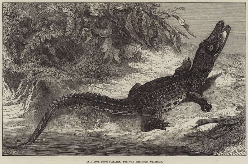 Aligátor Szumátráról, a Brighton Aquarium számára alkotó: Johann Baptist Zwecker