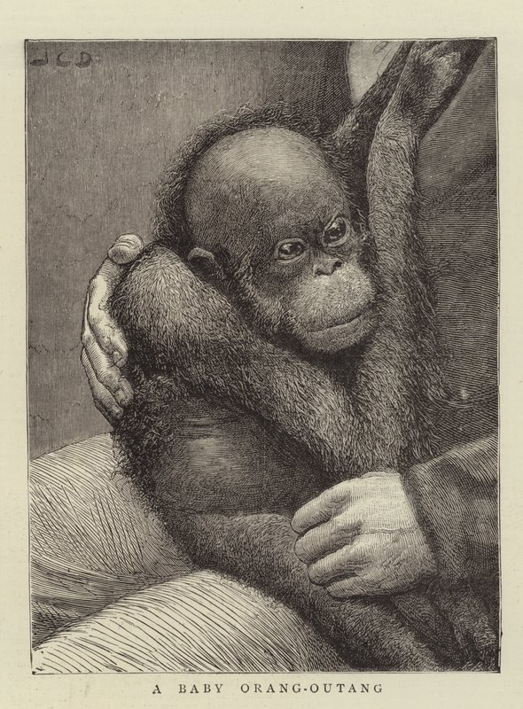Egy bébi Orang-Outang alkotó: John Charles Dollman