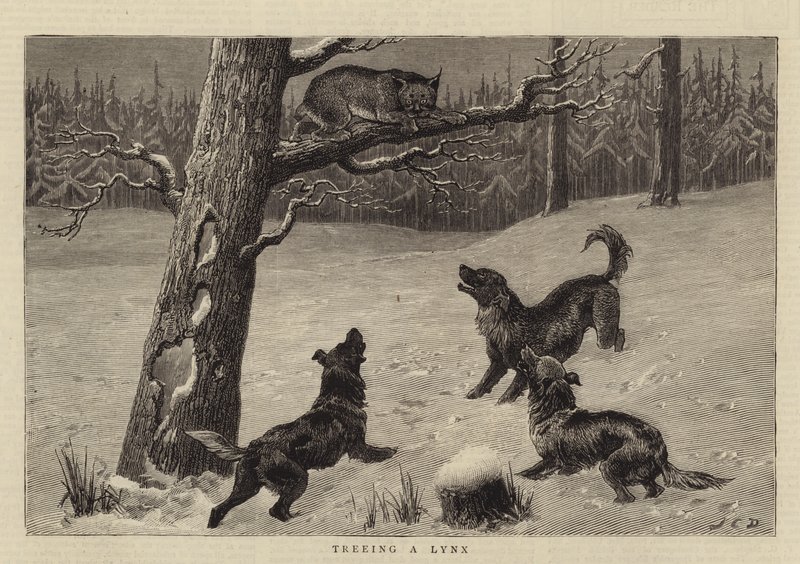 Egy hiúz fára ültetése alkotó: John Charles Dollman