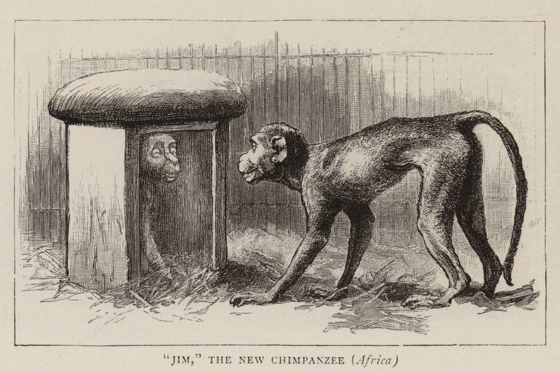 Barangolás az állatkertben alkotó: John Charles Dollman