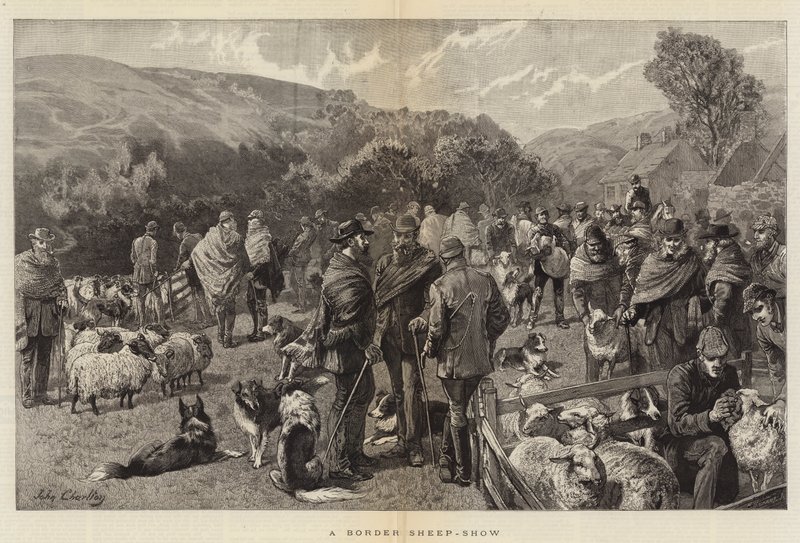 Border Sheep-Show alkotó: John Charlton