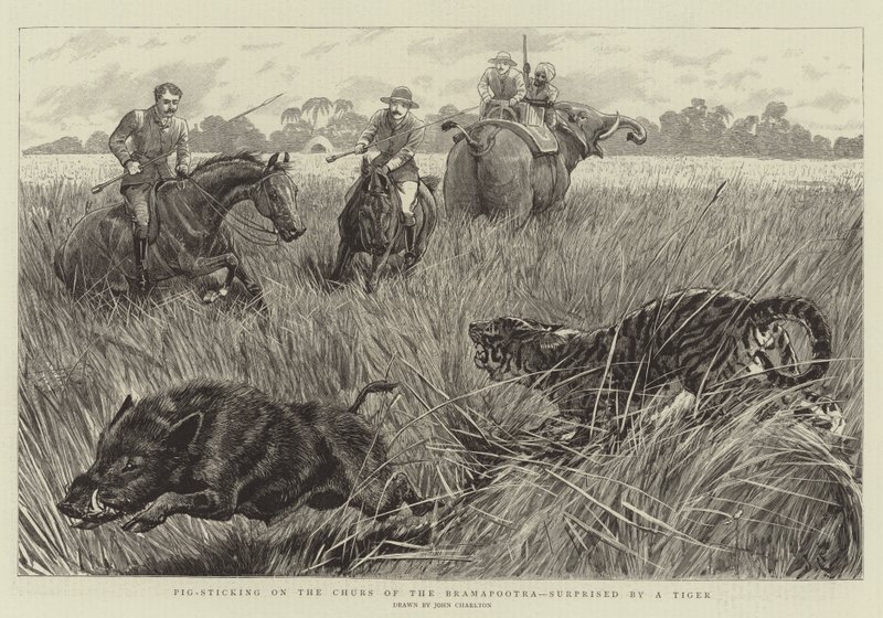 Malac ragadt a Brahmaputra templomon, meglepett egy tigris alkotó: John Charlton