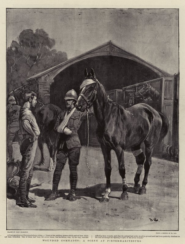 Sebesült elvtársak, jelenet Pietermaritzburgban alkotó: John Charlton