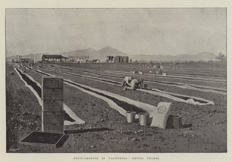 Gyümölcstermesztés Kaliforniában, aszalt szilva szárítása alkotó: Joseph Holland Tringham