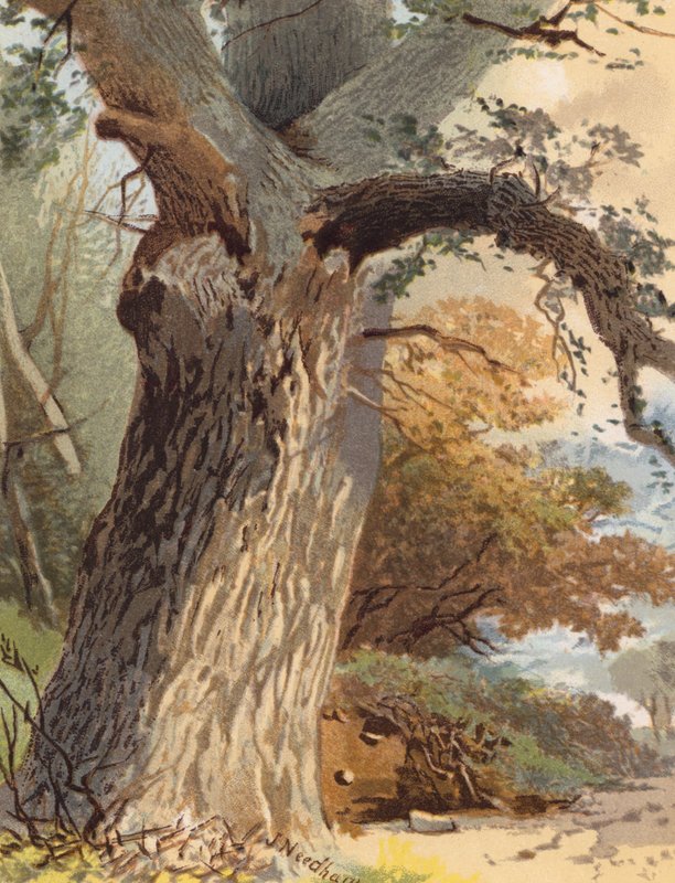 Elm-Trunk (színes litográfia) alkotó: Joseph Needham