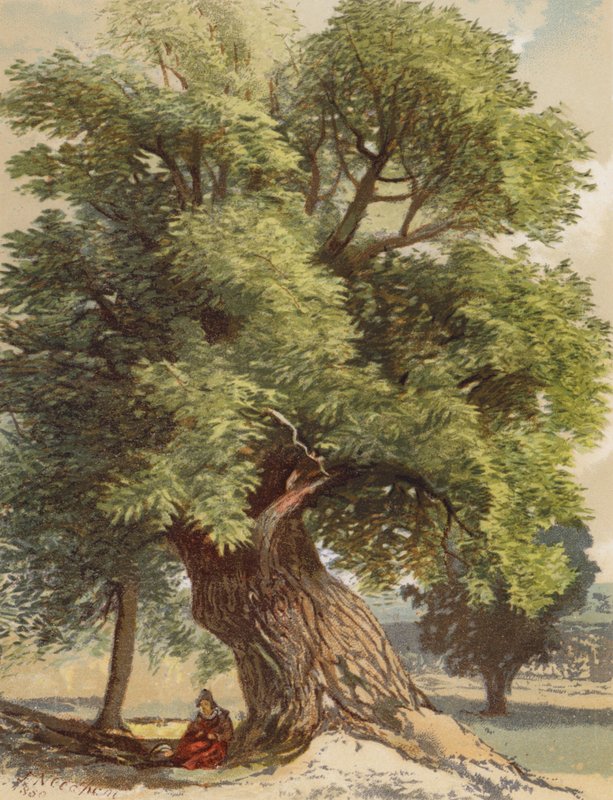 Old Chestnut (színes litográfia) alkotó: Joseph Needham